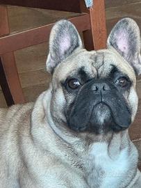 Bulldog francese per monta