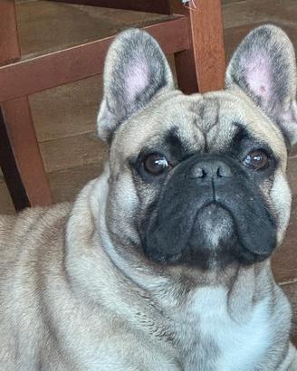 Bulldog francese per monta