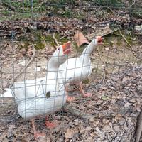 Oca romagnola maschio