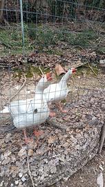 Oca romagnola maschio