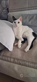 Gatto Cesare