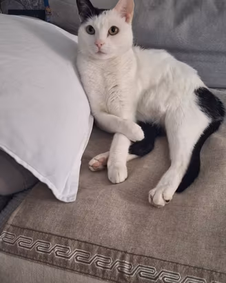 Gatto Cesare