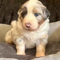 Cucciola Australian Shepherd Pastore Australiano