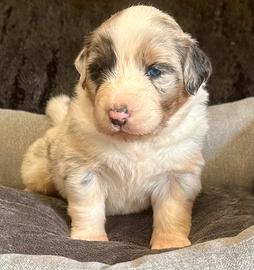 Cucciola Australian Shepherd Pastore Australiano