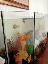 acquario 