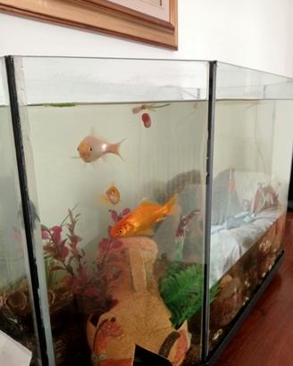 acquario 