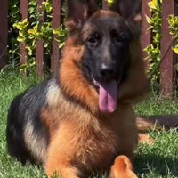 Cucciolona di pastore tedesco