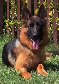 Cucciolona di pastore tedesco