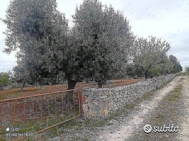 Terreno in via delle Margherite - Vista 4