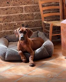 Cucciola di Rhodesian Ridgeback