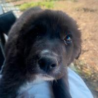 Incrocio pastore tedesco e maremmano maschio