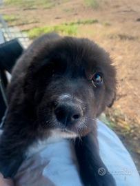 Incrocio pastore tedesco e maremmano maschio