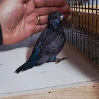 Cocorita ala nera faccia nera(BFBW)