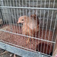 Pulcinotto di 3 mesi