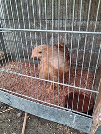 Pulcinotto di 3 mesi