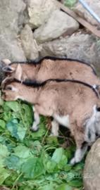 Caprette tibetane