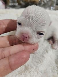 Chihuahua bianco con Pedigree Enci