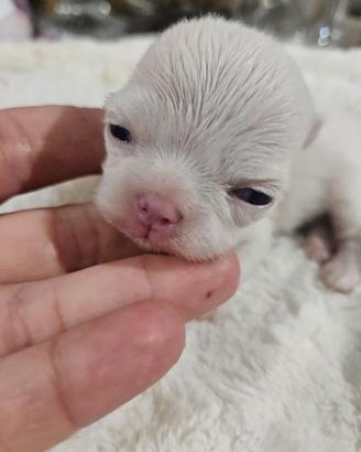 Chihuahua bianco con Pedigree Enci
