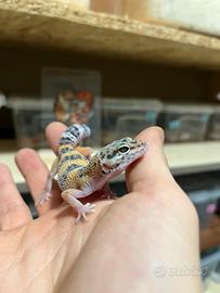 Geco leopardino