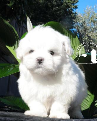 Maltese Mini Toy Allevamento Master ENCI