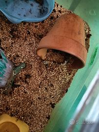 Serpente del grano piccolo più la teka