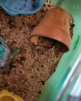 Serpente del grano piccolo più la teka
