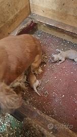 NATI OGGI cuccioli di COCKER