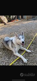 Husky siberian