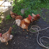 Galline e gallo