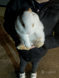 Coniglietto nano