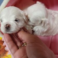 Maltese pedigree enci