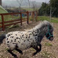 Pony per Monta