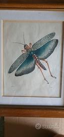 Litografia Cavalletta indiana Carl Hoffmann