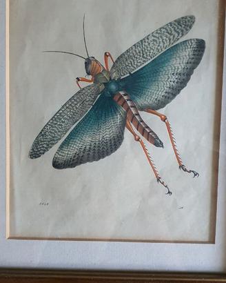 Litografia Cavalletta indiana Carl Hoffmann