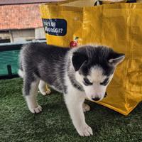 Husky siberian