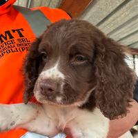 Cuccioli Springer spaniel