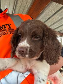 Cuccioli Springer spaniel