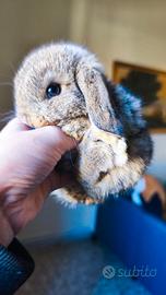 Minuscoli coniglietti nani mini lop