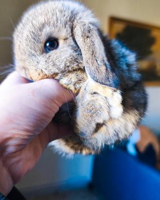 Minuscoli coniglietti nani mini lop