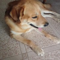 Cane affettuoso