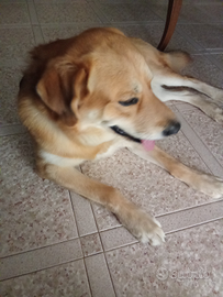 Cane affettuoso