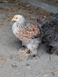 gallo giovane puro brahma