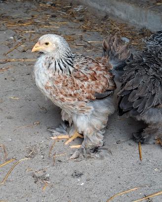 gallo giovane puro brahma