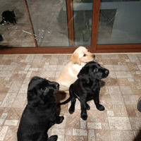 Cucciola di Labrador miele