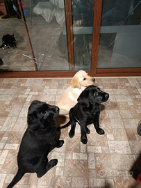 Cucciola di Labrador miele