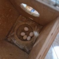 Pappagallini cocorite