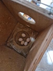 Pappagallini cocorite