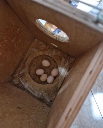 Pappagallini cocorite