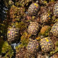 Tartarughe di terra THH