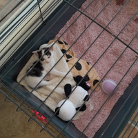 Gattina